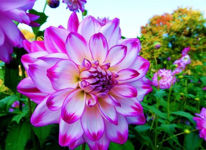 Close-up of a pink and white Dahlia flower