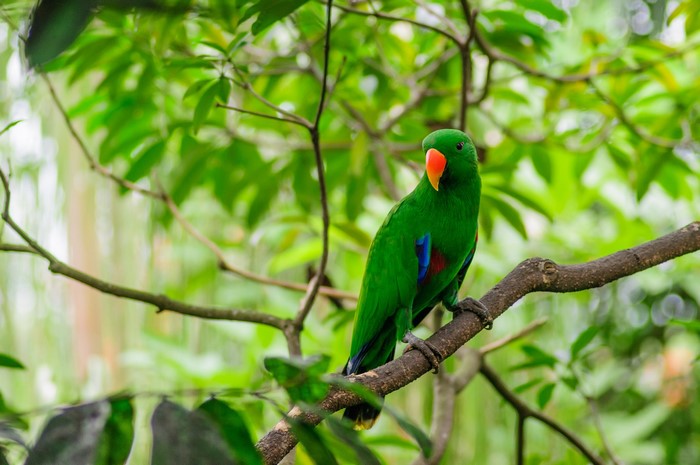 Green parrot with orange beak on a branch