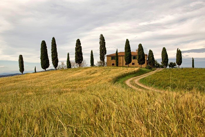Tuscan farmhouse with cypress trees and fields in Italy