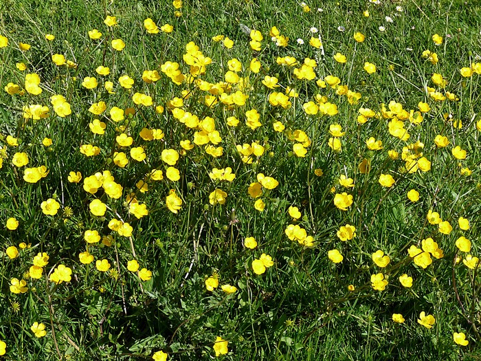 Field of yellow buttercups in green grass