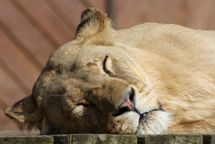 Lioness sleeping on wooden surface