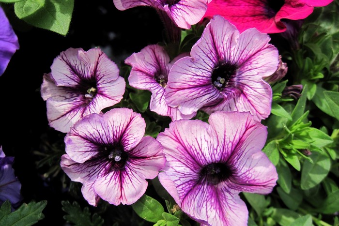 Close-up of purple and white petunia flowers