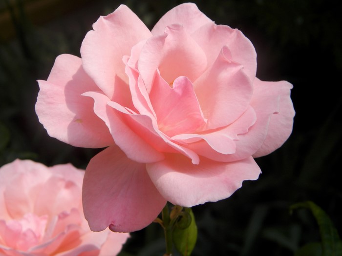 Close-up of a delicate pink rose