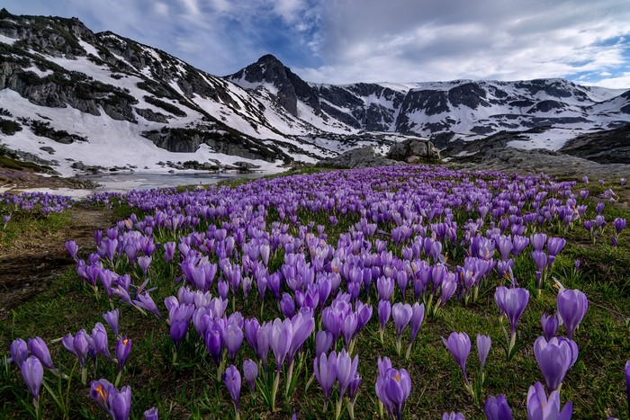 Purple crocuses bloom in Rila Mountains, Bulgaria