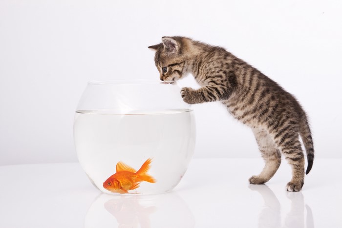 Kitten curious about goldfish in aquarium