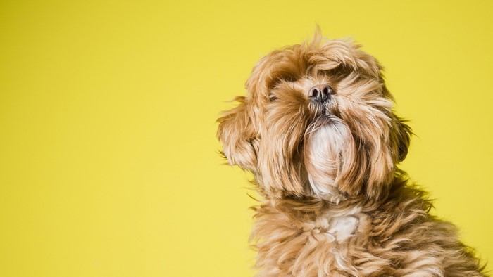 Shih Tzu dog with fluffy brown fur