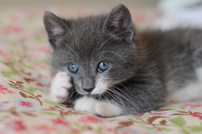 A cute grey kitten with blue eyes
