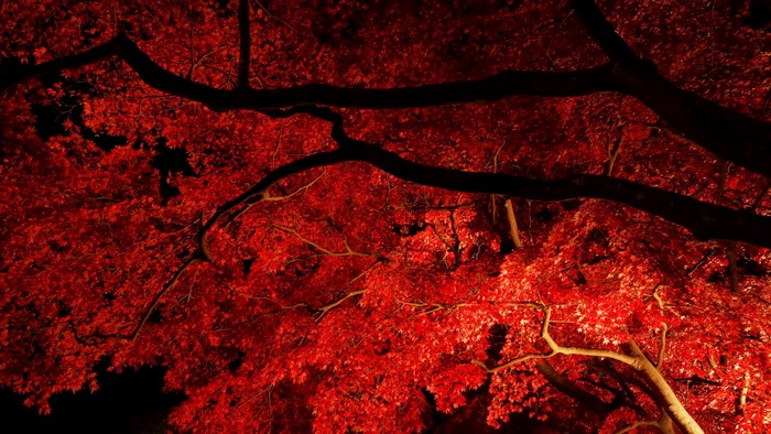 Red Maple Leaves Illuminated at Night
