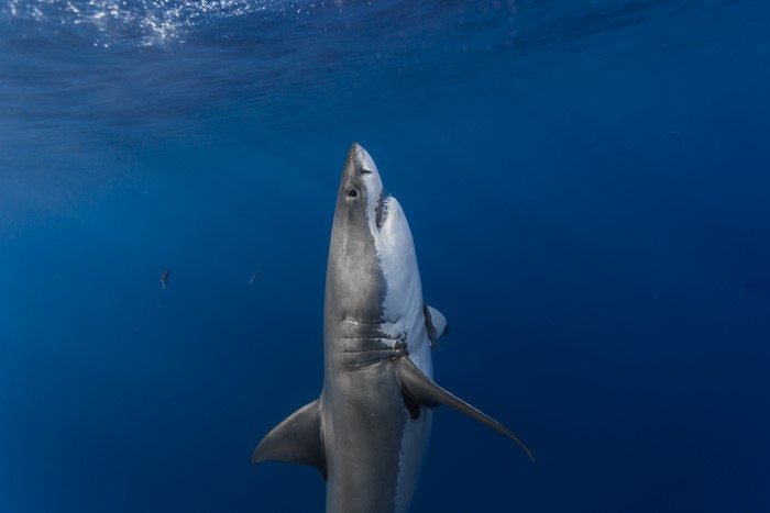 Great White Shark swimming underwater