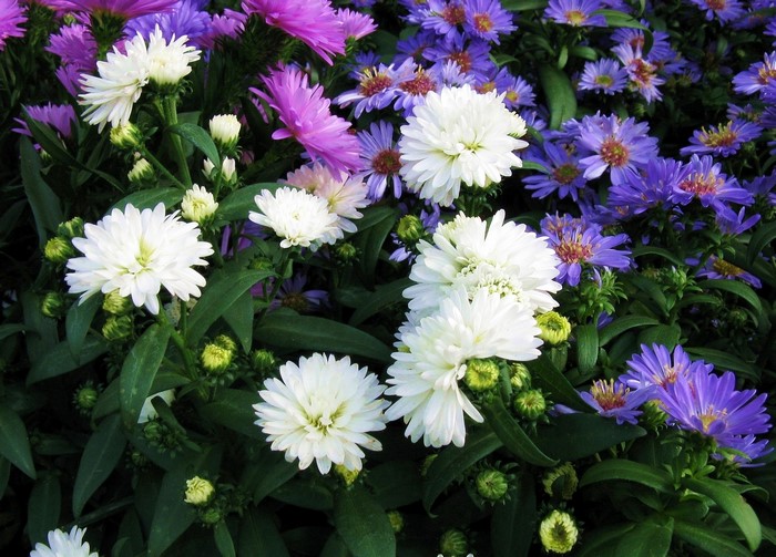 White and purple asters in bloom