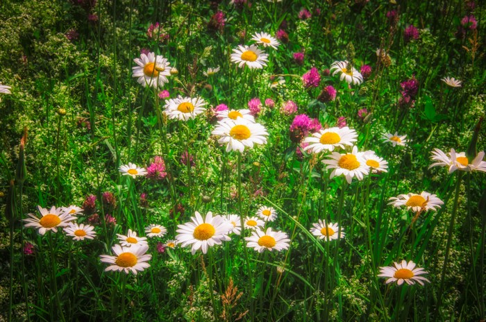 Field of Camomiles and Clover