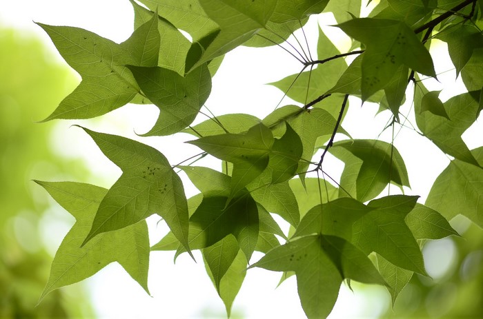 Green maple leaves on branches against bright sky