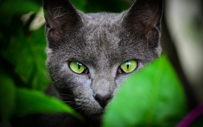 Close-up of a grey cat with green eyes peeking through leaves