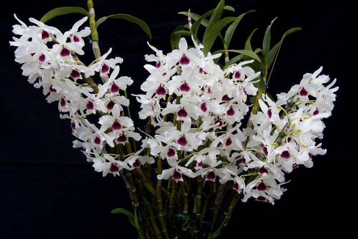 White Orchids with Purple Centers