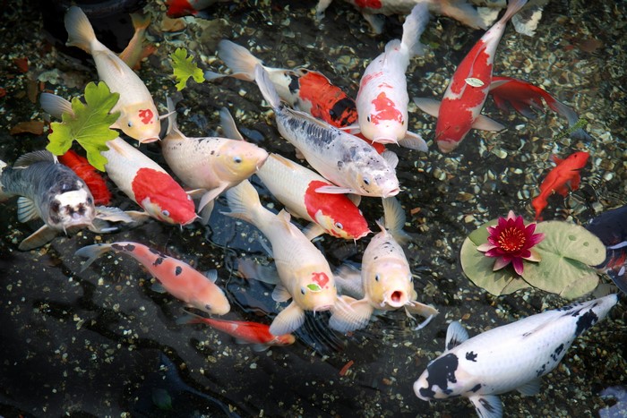 A school of koi fish swimming in a pond