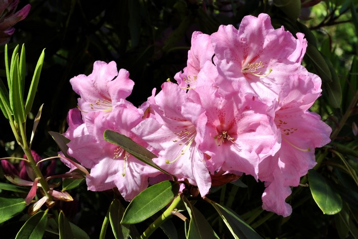 Pink Rhododendron Flowers