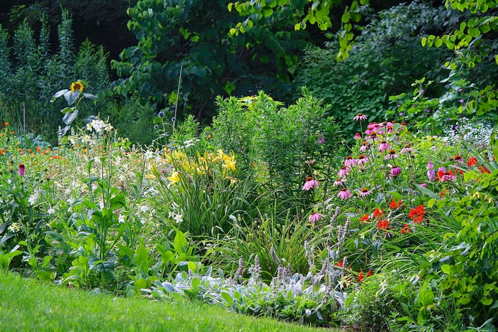 A vibrant garden with various flowers and greenery