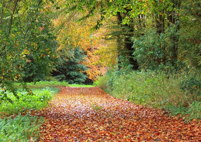 Autumn trail covered in fallen leaves