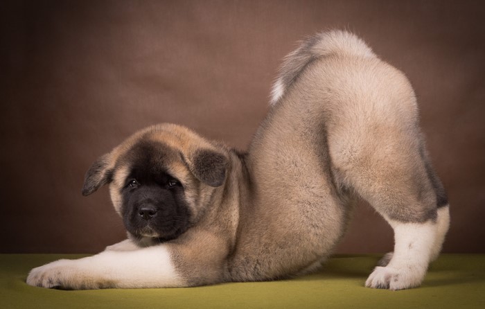 American Akita puppy in a playful pose