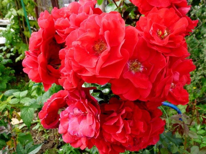 Cluster of bright red roses in a garden