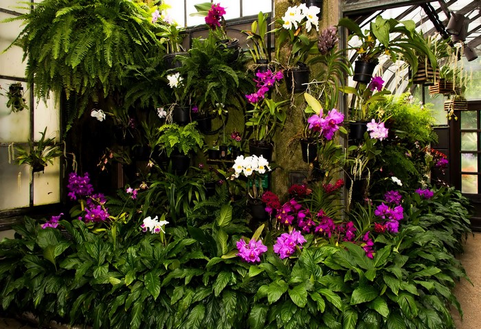 Orchids and ferns at Longwood Gardens