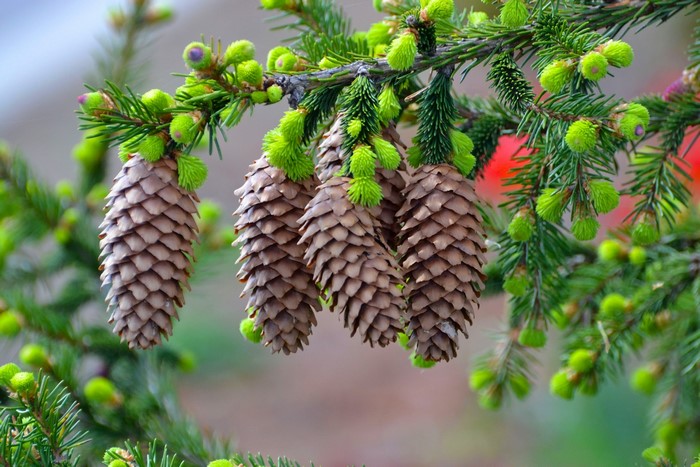 Pine cones and new growth on a spruce branch