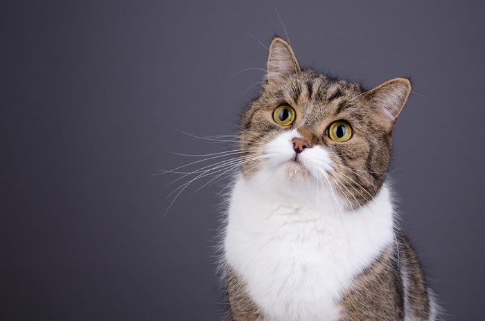 Cat looking up