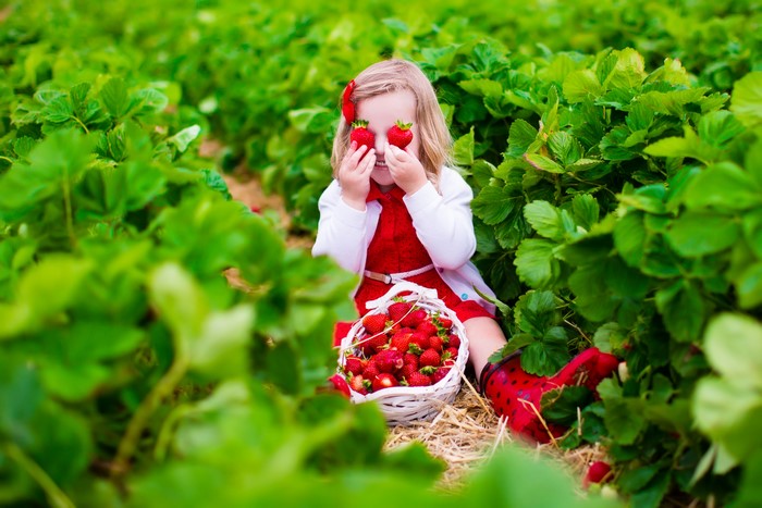 Little girl in strawberry field with basket