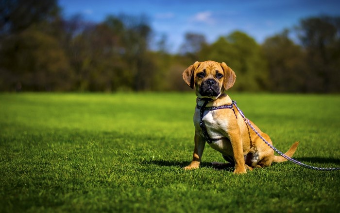 A Puggle dog sits on a grassy field