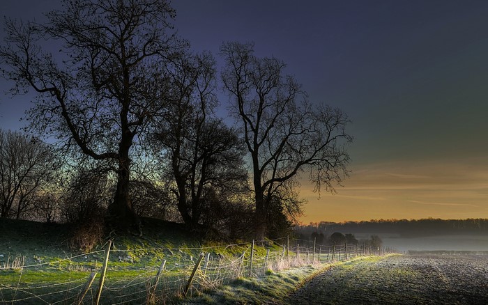 Bare trees and a fence line at dusk