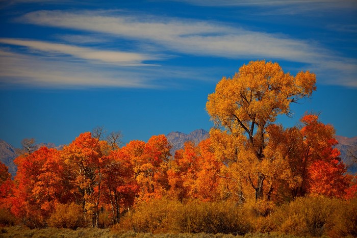 Autumn trees with mountains and blue sky