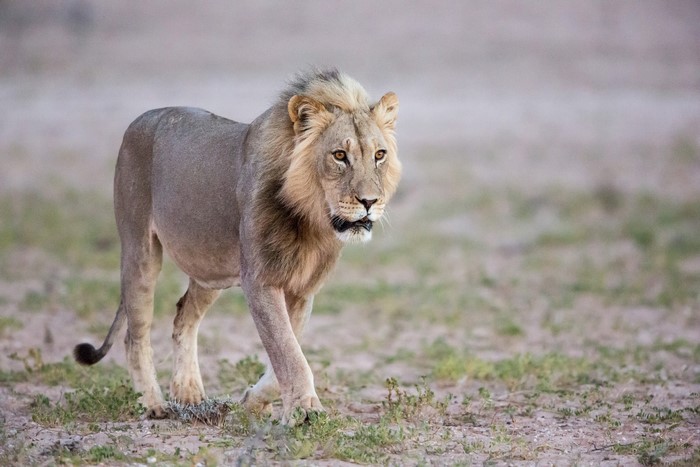 A male lion walks across a dry savanna.
