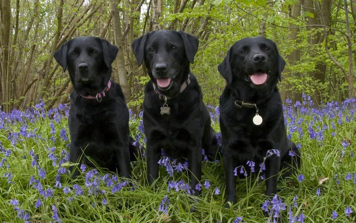 Three black Labrador Retrievers sitting in bluebells
