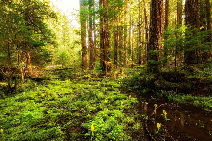 Mossy forest floor with skunk cabbage and tall trees