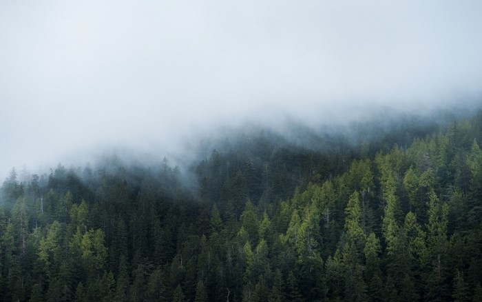 Misty forest with evergreen trees