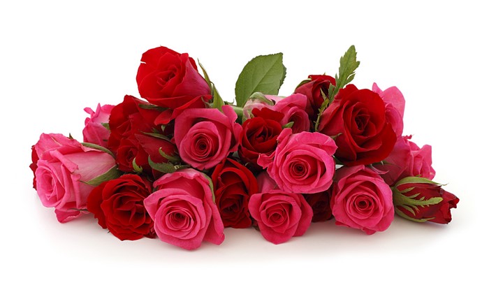 Many Red and Pink Roses