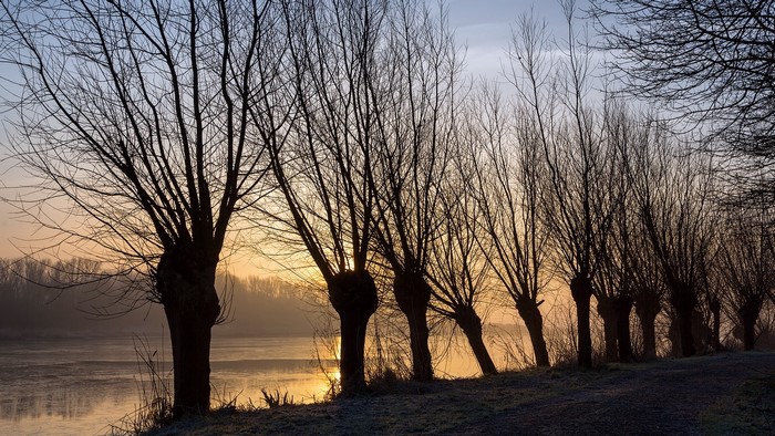 Bare trees along a river at sunrise