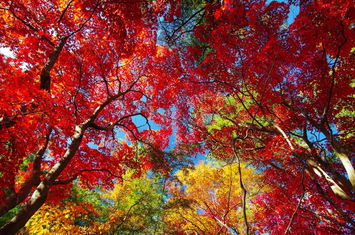 Autumn foliage of red and yellow trees against blue sky