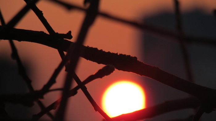Sunset behind silhouetted branches