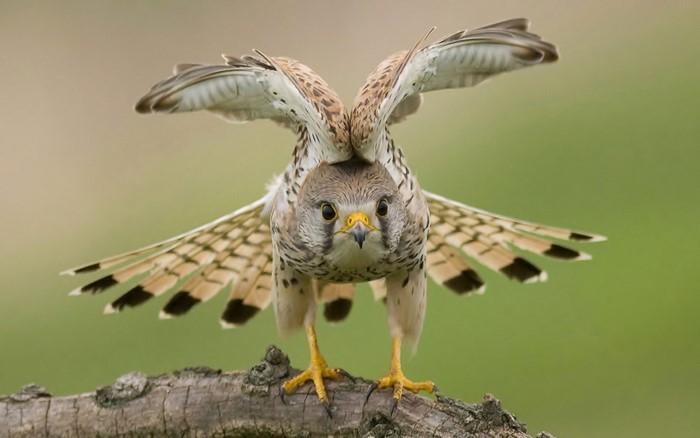 Kestrel bird with wings spread on a branch