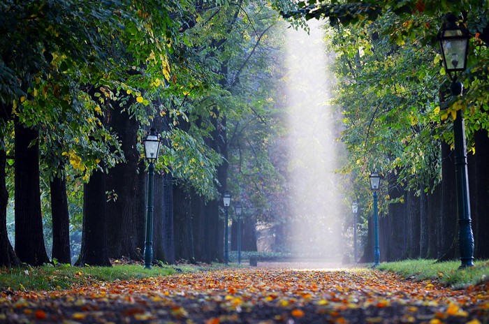 Autumn park avenue with light rays and lampposts