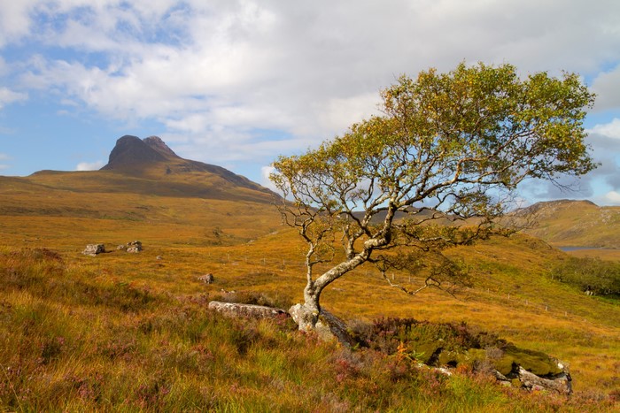 Tree in a Scottish Highland landscape with a mountain