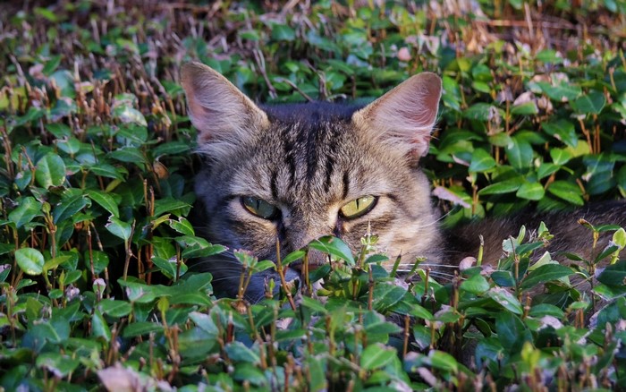 A tabby cat peeking through green bushes