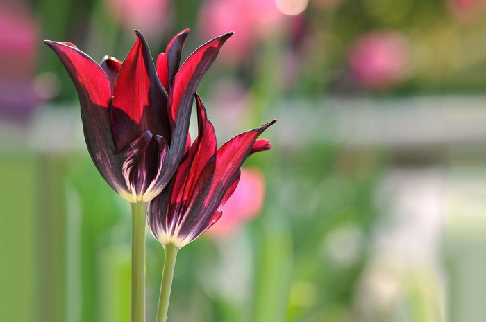 Two dark red tulips with white stripes
