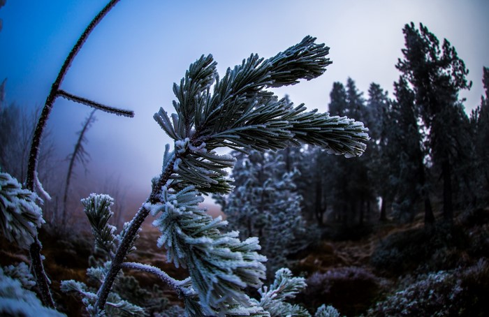 Pine branch covered in frost in a foggy forest