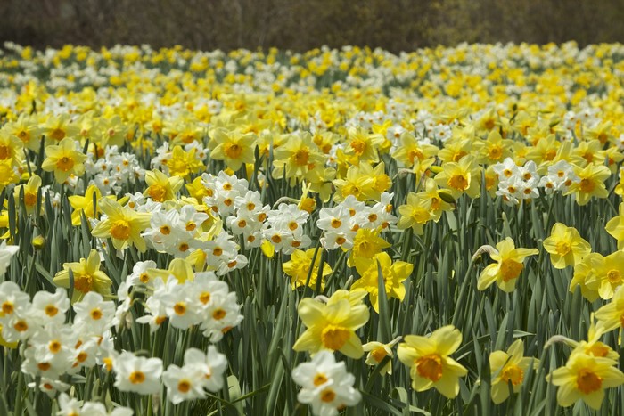 Field of Yellow and White Daffodils in Spring
