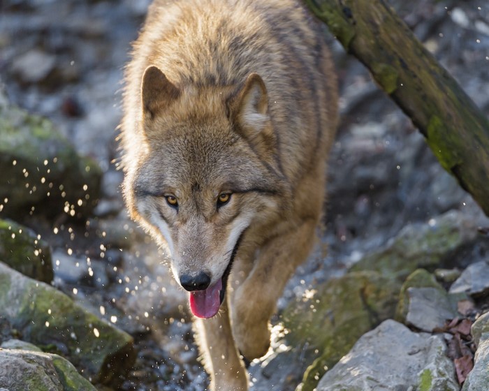 Wolf walking through rocks and water