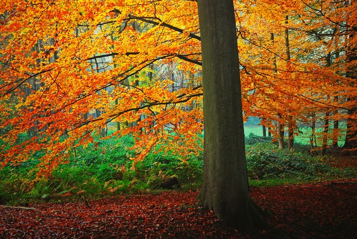 Autumn forest with vibrant orange foliage and fallen leaves