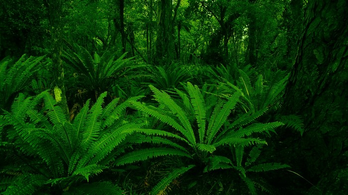 Dense green forest with ferns and trees