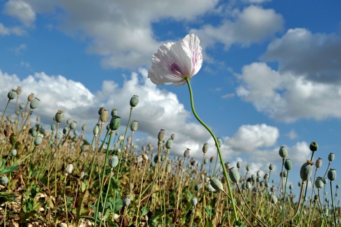 Field of poppy seed pods under a cloudy sky